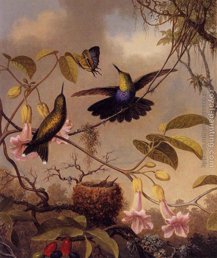 Martin Johnson Heade : Fort-Tailed Woodnymph Martin Johnson Heade : Fort-Tailed Woodnymph